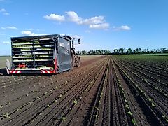 Ferrari V4RPH (F-max) als 4, 5 of 6-rij plantmachine met Farmflex rol