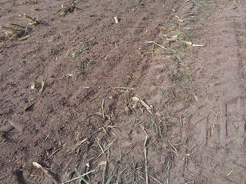 Bomford Bomford DYNA DRIVE 300cm Arbeitsbreite mit Pakerwalze sowie als Option Pneumatikstreuer zur Einsaat von zb. Zwischenfrüchten