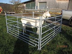 Kerbl Steckfix-Horden für Schafe, Ziegen, Kälber, Ponys und Esel
