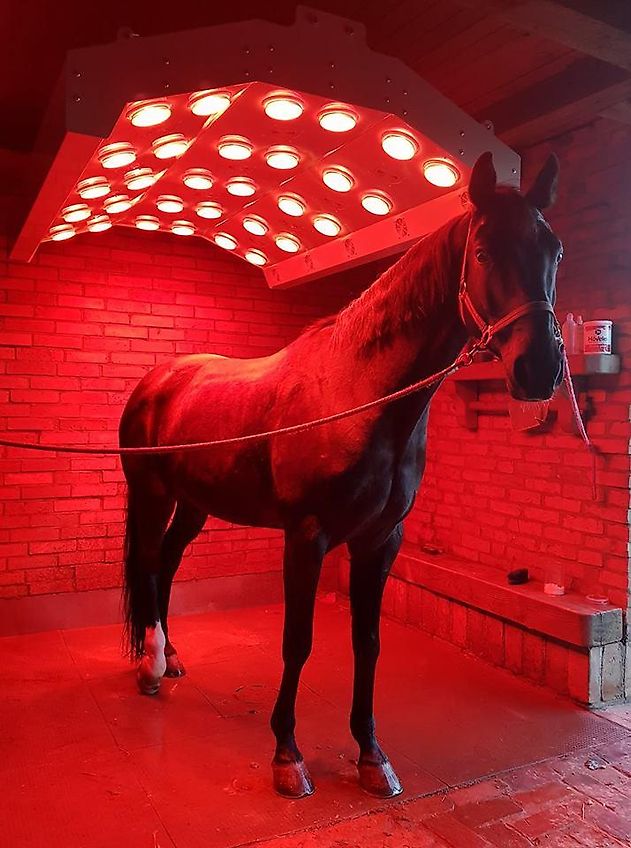 BM Horse Pferde Solarium Alu Solar BM Horse