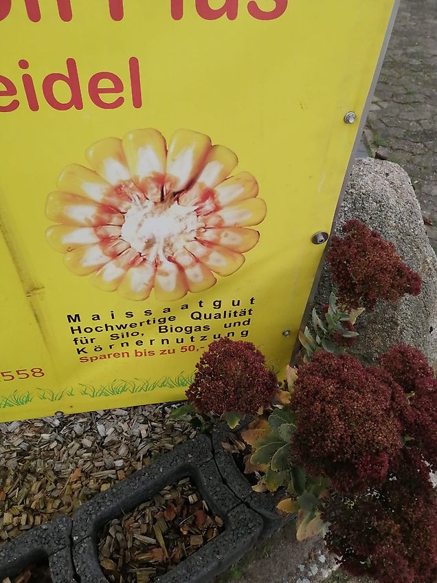 Hatzenbichler Fronthacke 8 reihig Hatzenbichler hydr. Klappung geschobene Fronthacke auch als Heckgerät möglich.Ausstattung mit Häufelkörper sowie Hackscharen alle Arbeitswerkzeuge geschraubt