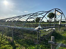 Poly Tunnels - 2 Available - 23 and 42 Ring