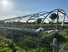 Poly Tunnels - 2 Available - 23 and 42 Ring Poly Tunnels - 2 Available - 23 and 42 Ring